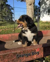 Orange Boy, a male Bernese Mountain Dog for sale in Owosso, MI – 5 of 9