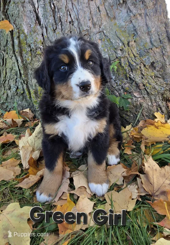Green girl – Bernese Mountain Dog puppy for sale in Owosso, MI