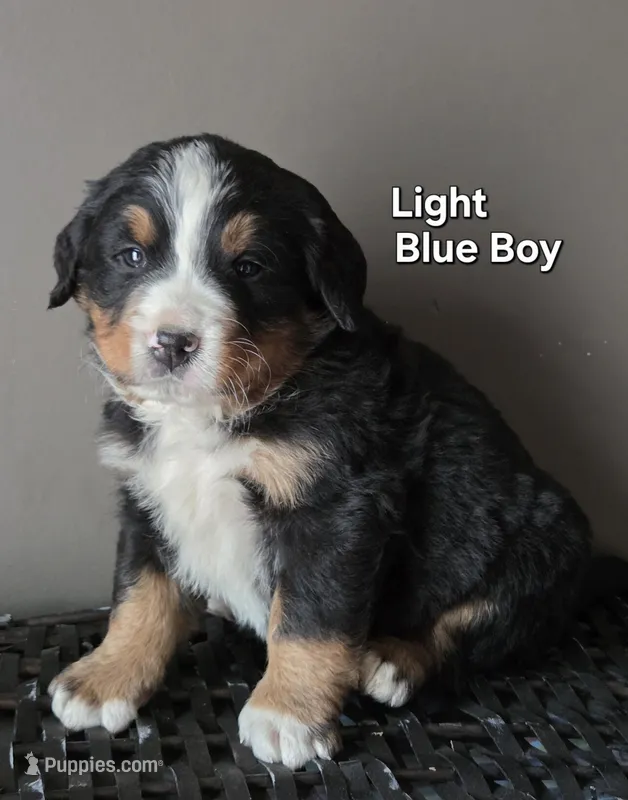Light Blue Boy – Bernese Mountain Dog puppy for sale in Owosso, MI