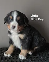Light Blue Boy, a male Bernese Mountain Dog for sale in Owosso, MI – Photo 1 of 5