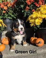 Green girl, a female Bernese Mountain Dog for sale in Owosso, MI – 1 of 7