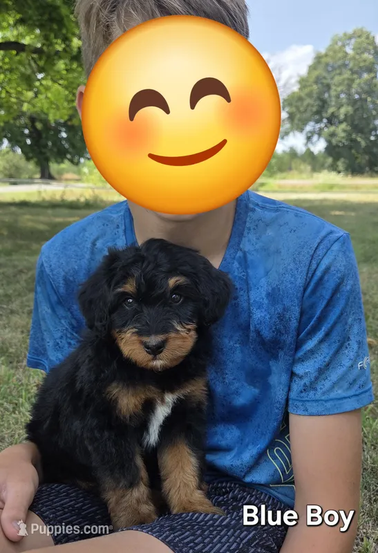Blue boy – Aussiedoodle, Bernedoodle puppy for sale in Owosso, MI