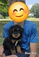 Blue boy, a male Aussiedoodle and Bernedoodle for sale in Owosso, MI – 1 of 5