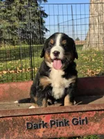 Dark Pink Girl, a female Bernese Mountain Dog for sale in Owosso, MI – 3 of 6