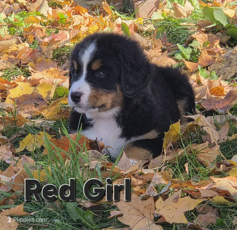 Red Girl – Bernese Mountain Dog puppy for sale in Owosso, MI