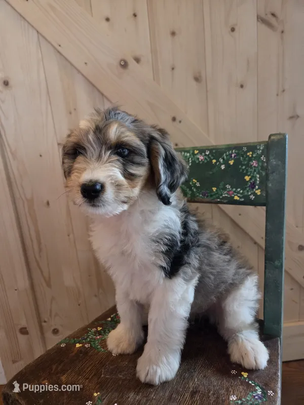 Princess – Aussiedoodle, Bernedoodle puppy for sale in Owosso, MI