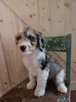Princess, a female Aussiedoodle and Bernedoodle for sale in Owosso, MI – 1 of 3