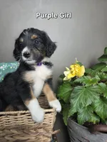 Purple Girl, a male Aussiedoodle and Bernedoodle for sale in Owosso, MI – 3 of 5