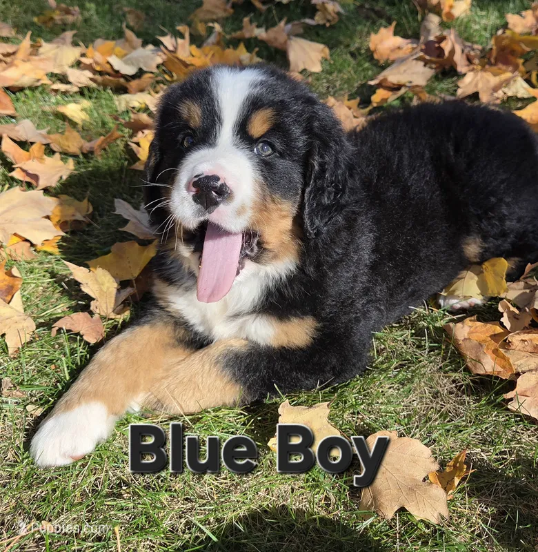 Blue Boy – Bernese Mountain Dog puppy for sale in Owosso, MI