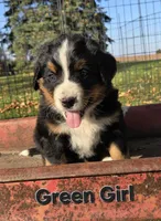 Green girl, a female Bernese Mountain Dog for sale in Owosso, MI – 4 of 7