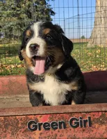 Green girl, a female Bernese Mountain Dog for sale in Owosso, MI – 2 of 7