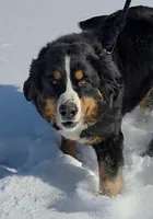 Light Pink Girl, a female Bernese Mountain Dog for sale in Owosso, MI – Photo 4 of 5
