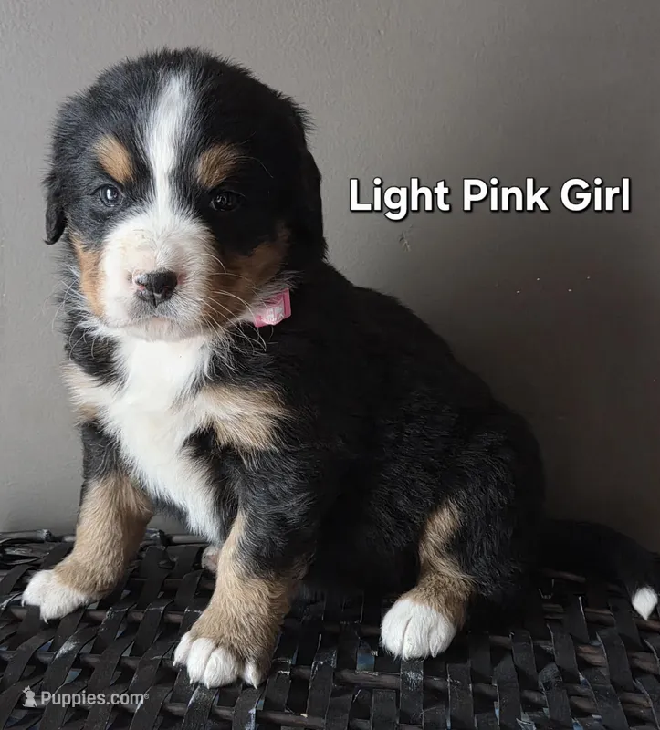 Light Pink Girl – Bernese Mountain Dog puppy for sale in Owosso, MI