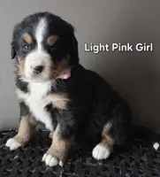 Light Pink Girl, a female Bernese Mountain Dog for sale in Owosso, MI – Photo 1 of 5