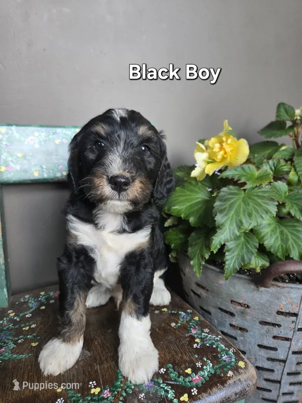 Black Boy – Aussiedoodle, Bernedoodle puppy for sale in Owosso, MI