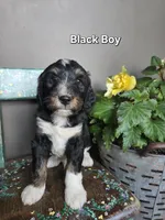 Black Boy, a male Aussiedoodle and Bernedoodle for sale in Owosso, MI – 1 of 3