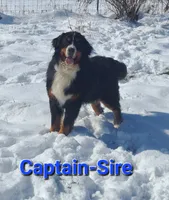 Dark Pink Girl, a female Bernese Mountain Dog for sale in Owosso, MI – 4 of 6