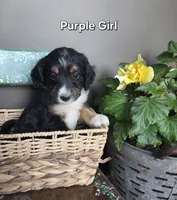 Purple Girl, a male Aussiedoodle and Bernedoodle for sale in Owosso, MI – 2 of 5
