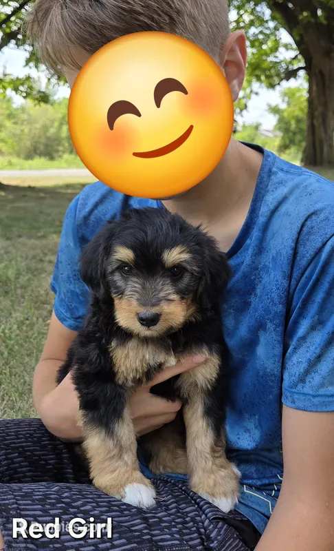 Red Girl – Aussiedoodle, Bernedoodle puppy for sale in Owosso, MI