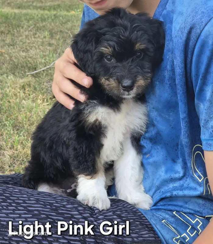 Light Pink Girl – Aussiedoodle, Bernedoodle puppy for sale in Owosso, MI