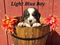 Light Blue Boy, a male Bernese Mountain Dog for sale in Owosso, MI – Photo 2 of 4