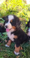 Light Blue Boy, a male Bernese Mountain Dog for sale in Owosso, MI – Photo 1 of 4