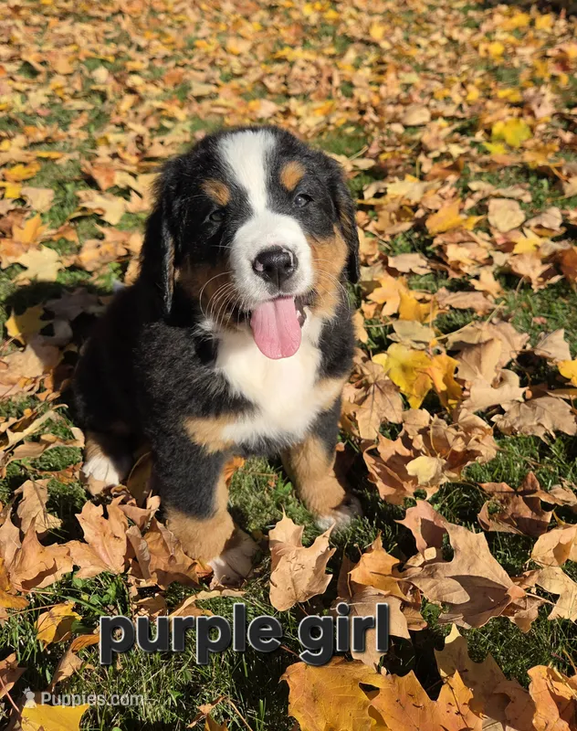 Purple Girl – Bernese Mountain Dog puppy for sale in Owosso, MI