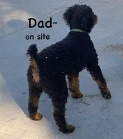 Black boy, a male Aussiedoodle and Bernedoodle for sale in Owosso, MI – 5 of 5