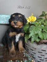 Blue boy, a male Aussiedoodle and Bernedoodle for sale in Owosso, MI – 2 of 4
