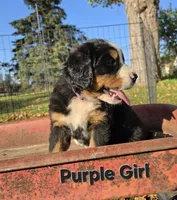 Purple Girl, a female Bernese Mountain Dog for sale in Owosso, MI – 4 of 7