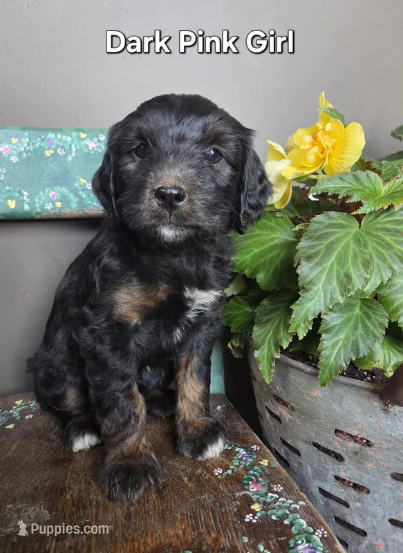 Dark Pink Girl – Aussiedoodle, Bernedoodle puppy for sale in Owosso, MI