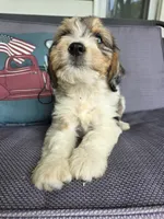Princess, a female Aussiedoodle and Bernedoodle for sale in Owosso, MI – 3 of 3