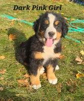Dark pink girl, a female Bernese Mountain Dog for sale in Owosso, MI – Photo 1 of 5
