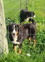 Dark pink girl, a female Bernese Mountain Dog for sale in Owosso, MI – Photo 3 of 5
