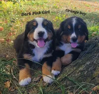 Dark pink girl, a female Bernese Mountain Dog for sale in Owosso, MI – Photo 2 of 5