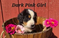 Dark pink girl, a female Bernese Mountain Dog for sale in Owosso, MI – Photo 4 of 5