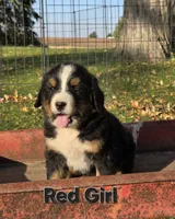 Red Girl, a female Bernese Mountain Dog for sale in Owosso, MI – 1 of 7