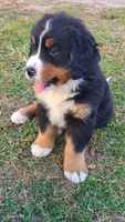 Light pink girl, a female Bernese Mountain Dog for sale in Owosso, MI – Photo 1 of 6