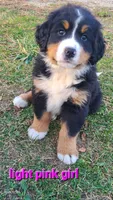 Light pink girl, a female Bernese Mountain Dog for sale in Owosso, MI – Photo 2 of 6