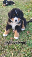 Light pink girl, a female Bernese Mountain Dog for sale in Owosso, MI – Photo 3 of 6