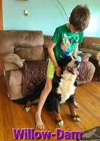 Light pink girl, a female Bernese Mountain Dog for sale in Owosso, MI – Photo 5 of 6