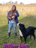 Light pink girl, a female Bernese Mountain Dog for sale in Owosso, MI – Photo 4 of 6