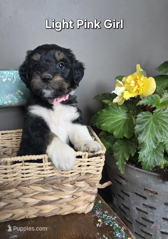 Light Pink Girl – Aussiedoodle, Bernedoodle puppy for sale in Owosso, MI