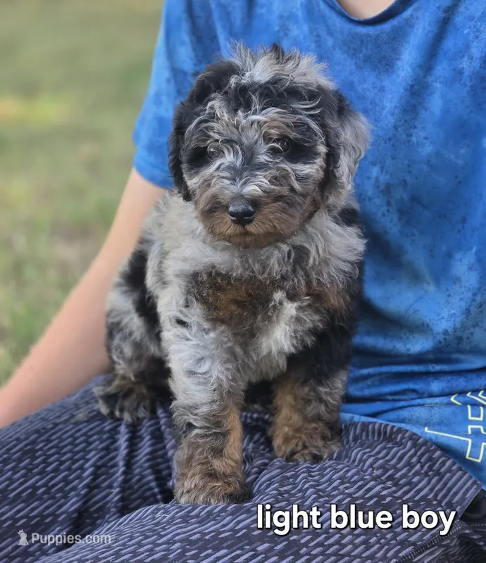 Light Blue boy – Aussiedoodle, Bernedoodle puppy for sale in Owosso, MI