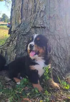 Yellow Boy, a male Bernese Mountain Dog for sale in Owosso, MI – Photo 1 of 4