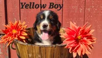 Yellow Boy, a male Bernese Mountain Dog for sale in Owosso, MI – Photo 2 of 4