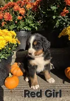 Red Girl, a female Bernese Mountain Dog for sale in Owosso, MI – 4 of 7