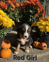Red Girl, a female Bernese Mountain Dog for sale in Owosso, MI – 2 of 7