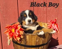 Black Boy, a male Bernese Mountain Dog for sale in Owosso, MI – Photo 2 of 4