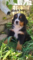 Black Boy, a male Bernese Mountain Dog for sale in Owosso, MI – Photo 1 of 4